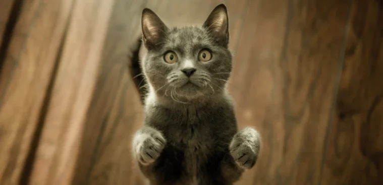 Chi ha un gatto è più intelligente